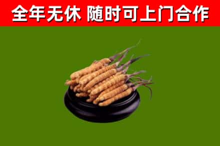 四平烟酒回收冬虫夏草.jpg